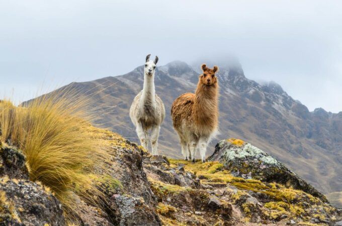 Lares Trek And Short Inca Trail To Machu Picchu 4 Days
