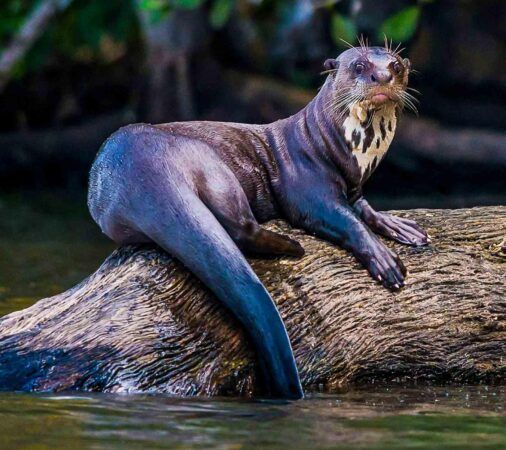 Amazon Rainforest Tour Manu 7 Days