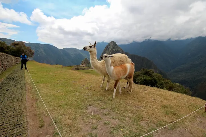 Photographer taking a photo of a llama at Machu Picchu.