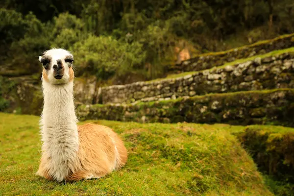 Complete support throughout your Inca Trail journey